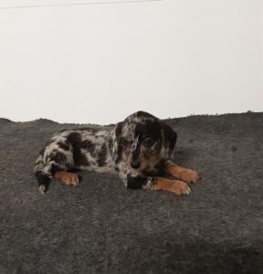 [#26204-02]  - Black / Tan F Dachshund Puppies For Sale