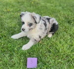 [#26206-01]  - Blue Merle M Miniature Australian Shepherd Puppies For Sale