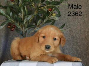 [#26226-01]  - Golden M Golden Retriever Puppies For Sale