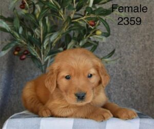 [#26226-02]  - Golden F Golden Retriever Puppies For Sale