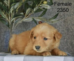 [#26226-03]  - Golden F Golden Retriever Puppies For Sale