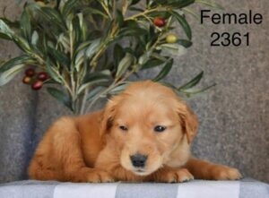 [#26226-04]  - Golden F Golden Retriever Puppies For Sale