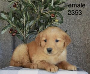 [#26226-05]  - Golden F Golden Retriever Puppies For Sale