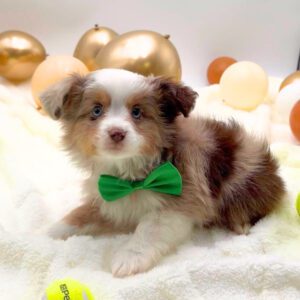 [#26166-03]  - Blue Merle White / Tan M Miniature Australian Shepherd Puppies For Sale