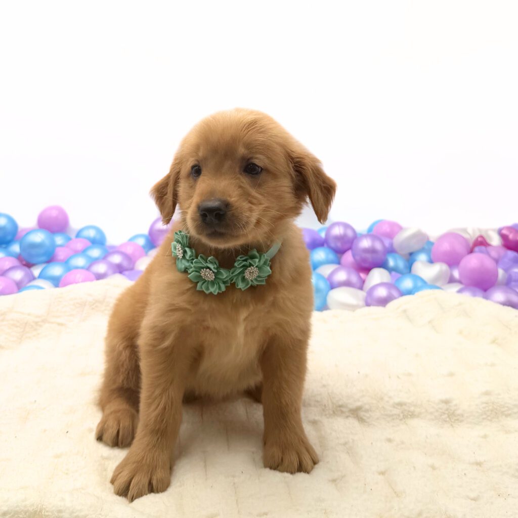 [#26226-02]  - Golden F Golden Retriever Puppies For Sale