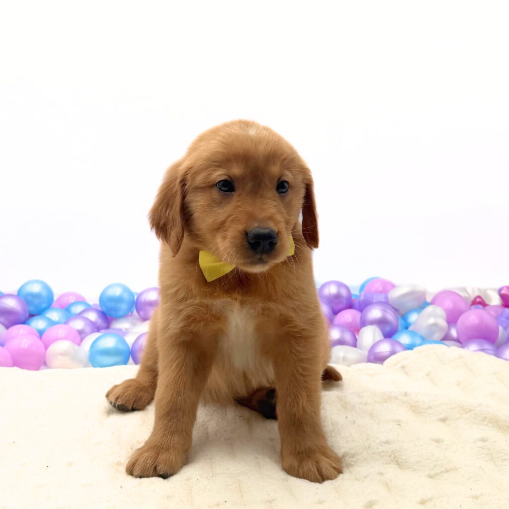 [#26226-01]  - Golden M Golden Retriever Puppies For Sale