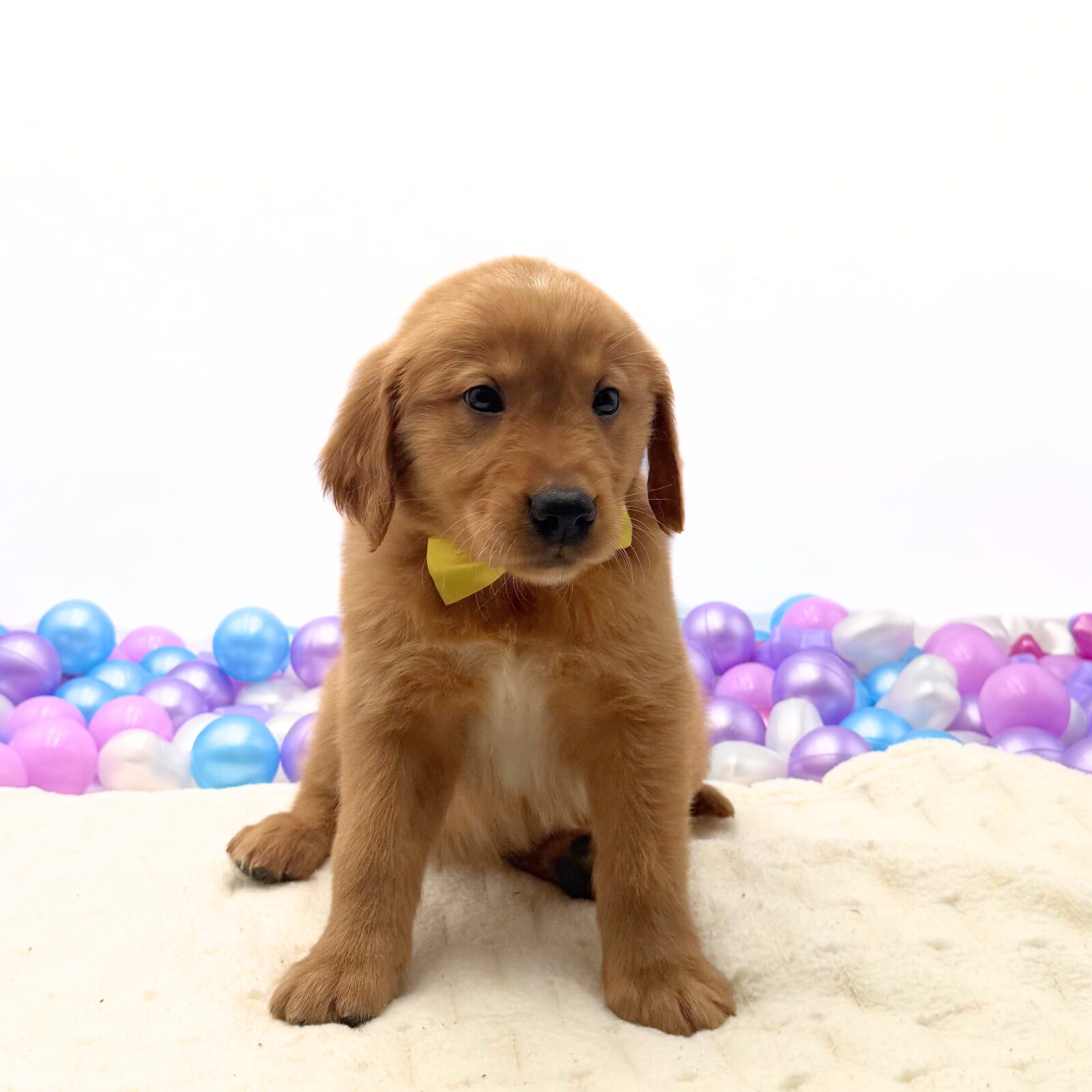 Golden Retriever in South Miami Heights, FL