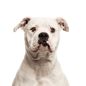 Petland Miami American Bulldog