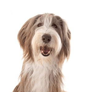 Petland Miami Bearded Collie
