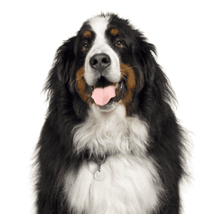 Petland Miami Bernese Mountain Dog