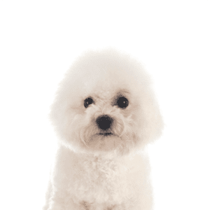 Petland Miami Bichon Frise