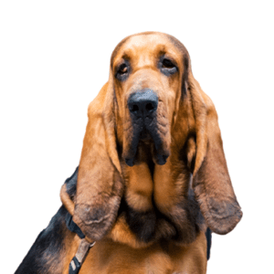 Petland Miami Bloodhound