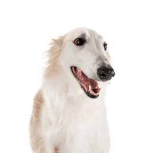Petland Miami Borzoi