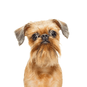 Petland Miami Brussels Griffon