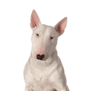 Petland Miami Bull Terrier