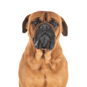 Petland Miami Bullmastiff