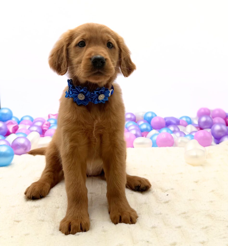 [#26226-04]  - Golden F Golden Retriever Puppies For Sale