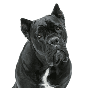 Petland Miami Cane Corso
