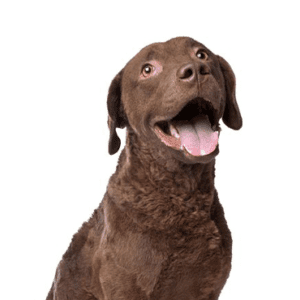 Petland Miami Chesapeake Bay Retriever