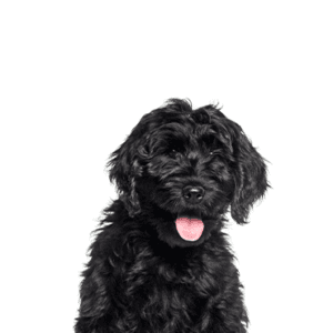 Petland Miami Cockapoo