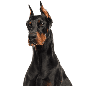 Petland Miami Doberman Pinscher