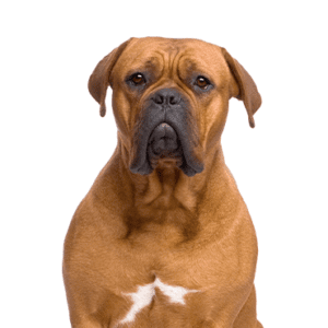 Petland Miami Dogue de Bordeaux