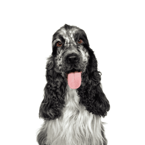 Petland Miami English Cocker Spaniel