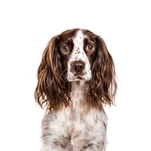 Petland Miami English Springer Spaniel