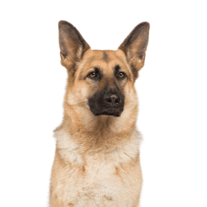 Petland Miami German Shepherd