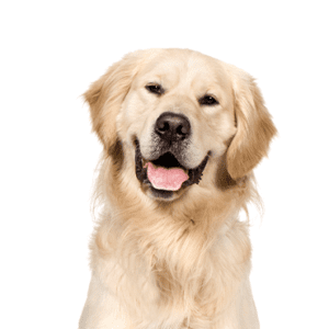 Petland Miami Golden Retriever