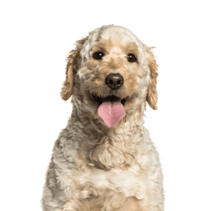 Petland Miami Goldendoodle