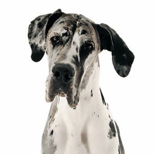 Petland Miami Great Dane