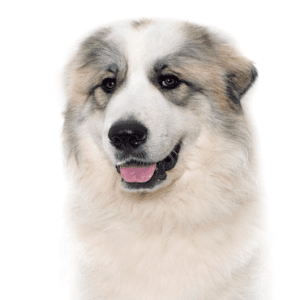 Petland Miami Great Pyrenees
