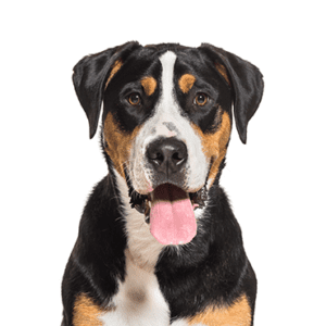 Petland Miami Great Swiss Mountain Dog