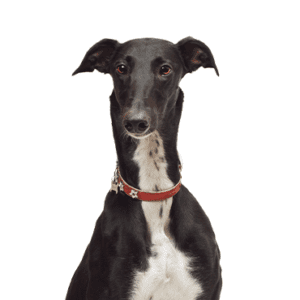 Petland Miami Greyhound