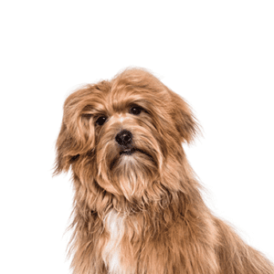 Petland Miami Havanese