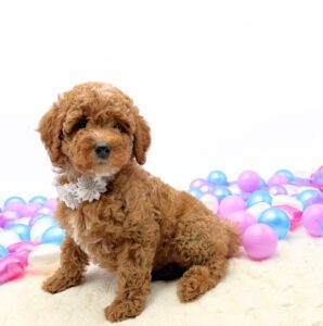 [#2655-02]  - Red / White F Goldendoodle Mini F1b Puppies For Sale
