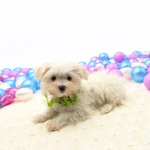 [#26179-05]  - White F Maltese Puppies For Sale