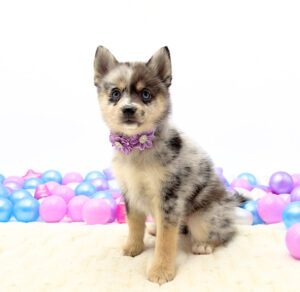[#2647-04]  - Blue Merle / White F Pomsky Puppies For Sale