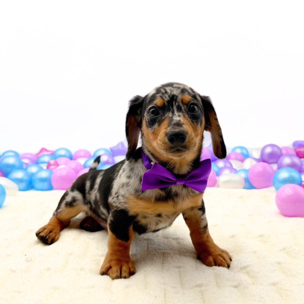 [#26204-01]  - Black / Tan M Dachshund Puppies For Sale