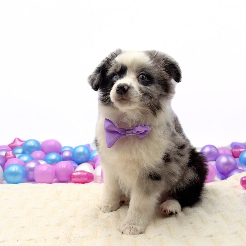 [#26206-01]  - Blue Merle M Miniature Australian Shepherd Puppies For Sale