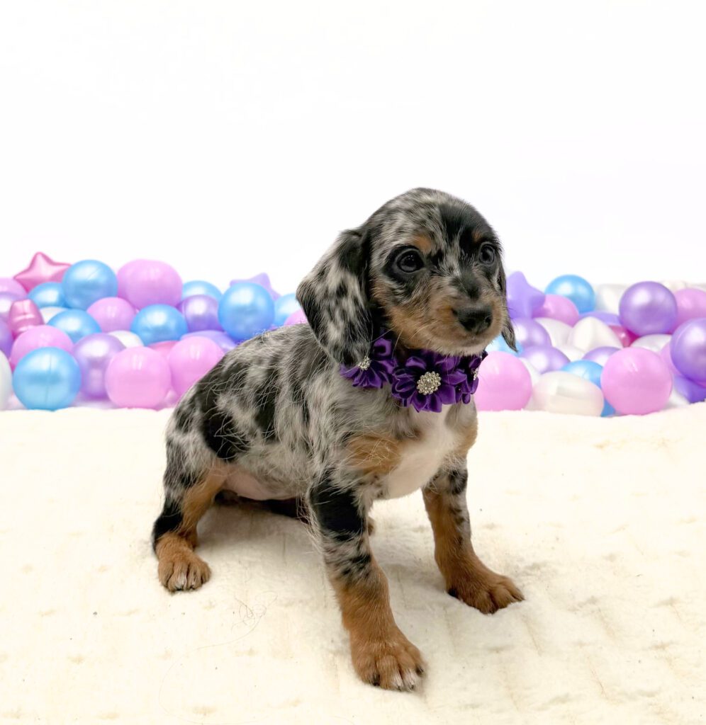 [#26204-02]  - Black / Tan F Dachshund Puppies For Sale