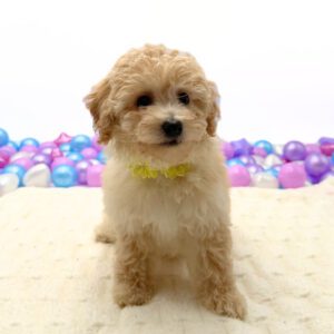 [#N02323]  - Apricot F Bichon Poo Puppies For Sale