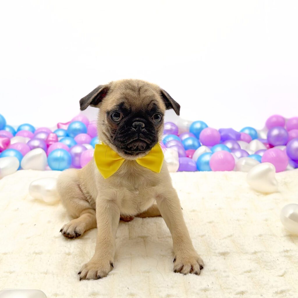 [#N02865]  - Fawn M Pug Puppies For Sale