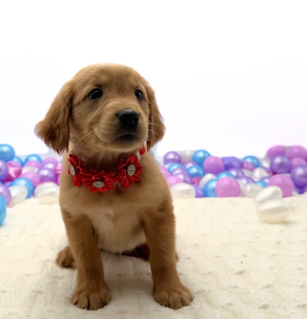 [#26226-05]  - Golden F Golden Retriever Puppies For Sale