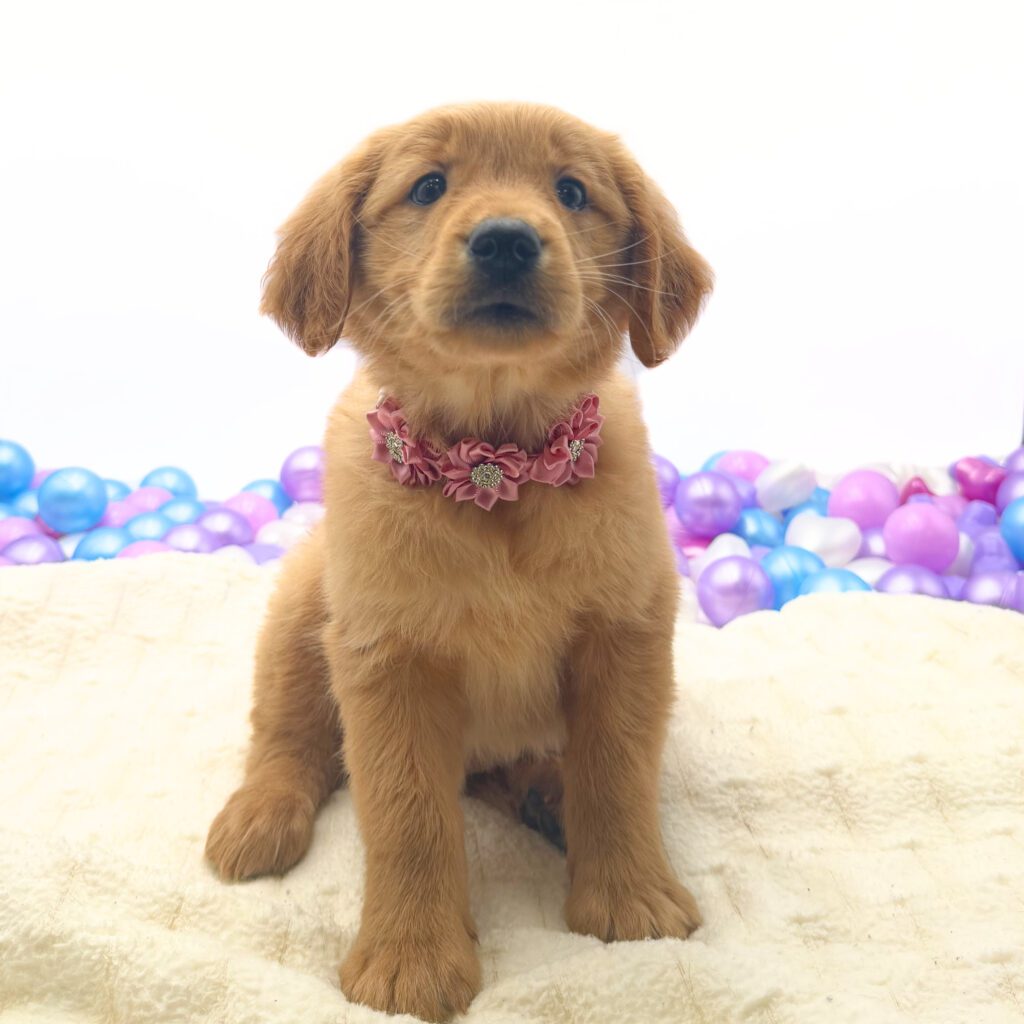 [#26226-03]  - Golden F Golden Retriever Puppies For Sale