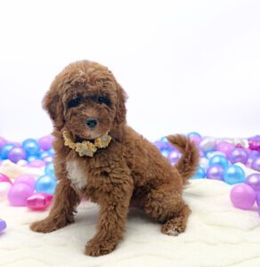 [#2655-04]  - Red / White F Goldendoodle Mini F1b Puppies For Sale