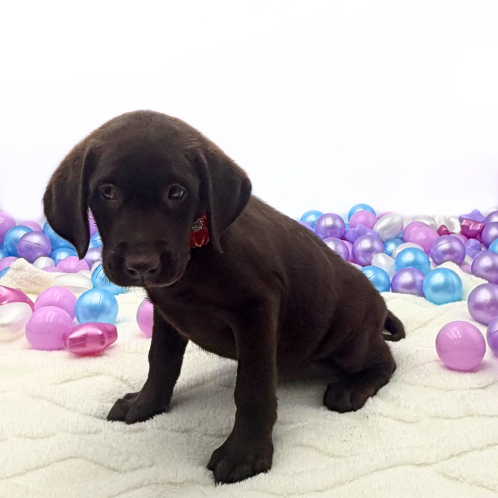 [#26111-09]  - Chocolate F Labrador Retriever Puppies For Sale