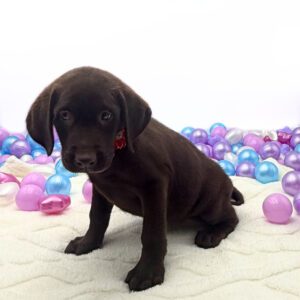 Petland Miami Labrador Retriever puppy available