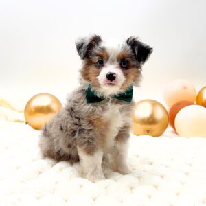 [#26166-01]  - Blue Merle M Miniature Australian Shepherd Puppies For Sale